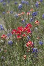 Indian Paintbrush and Bluebonnet Wildflowers Royalty Free Stock Photo