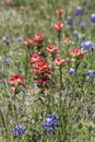 Indian Paintbrush and Bluebonnet Wildflowers Royalty Free Stock Photo
