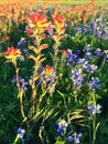 Indian Paintbrush and bluebonnets