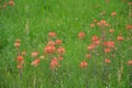 Indian Paintbrush with Carpenter Bee