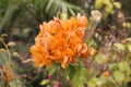 Indian paintbrush Castilleja Royalty Free Stock Photo