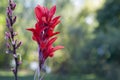 Indian paintbrush Castilleja miniata buding and blooming vertic