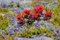 Indian Paintbrush - Castilleja miniata Royalty Free Stock Photo