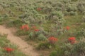 Indian Paintbrush Castilleja In Sagebrush Western Wildflower Scene Royalty Free Stock Photo