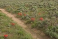 Indian Paintbrush Castilleja In Sagebrush Western Wildflower Scene Royalty Free Stock Photo