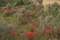 Indian Paintbrush Castilleja In Sagebrush Western Wildflower Scene Royalty Free Stock Photo