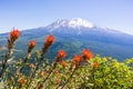 Indian paintbrush Castilleja wildflowers blooming in Siskiyou County, Mt Shasta visible in the background, California