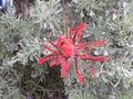 Indian paintbrush green leaves Royalty Free Stock Photo