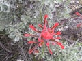 Indian paintbrush green leaves a Royalty Free Stock Photo