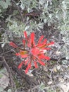 Indian paintbrush green leaves f Royalty Free Stock Photo