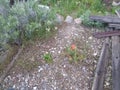 Indian paintbrush close up 2