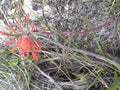 Indian paintbrush close up soil b Royalty Free Stock Photo