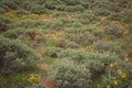 Indian Paintbrush With False Dandelion And Goldenweed Wildflowers In Sagebrush Meadow Royalty Free Stock Photo