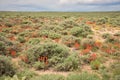 Indian Paintbrush With False Dandelion And Goldenweed Wildflowers In Sagebrush Meadow In Colorado Royalty Free Stock Photo