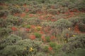 Indian Paintbrush With False Dandelion And Goldenweed Wildflowers In Sagebrush Meadow In Colorado Royalty Free Stock Photo