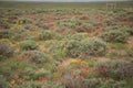 Indian Paintbrush With False Dandelion And Goldenweed Wildflowers In Sagebrush Meadow In Oilfield Royalty Free Stock Photo