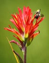 Indian Paintbrush Flower and Bee
