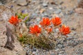 Indian Paintbrush flower in the high desert of Oregon