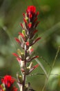 Indian paintbrush flower