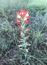 Indian Paintbrush Flower