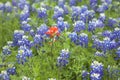 Indian Paintbrush flower among Texas Bluebonnets Royalty Free Stock Photo