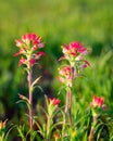 Indian Paintbrush Flowers Bathed in Early Morning Light