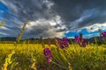 Indian Paintbrush flowers Colorado Landscape Royalty Free Stock Photo