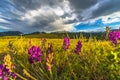 Indian Paintbrush flowers Colorado Landscape Royalty Free Stock Photo