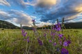 Indian Paintbrush flowers Colorado Landscape Royalty Free Stock Photo