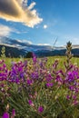 Indian Paintbrush flowers Colorado Landscape Royalty Free Stock Photo