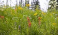 Indian Paintbrush flowers in wildflower meadows Royalty Free Stock Photo