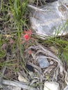 Indian paintbrush green leaves b Royalty Free Stock Photo