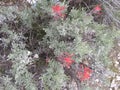 Indian paintbrush green leaves c Royalty Free Stock Photo