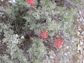 Indian paintbrush green leaves d Royalty Free Stock Photo