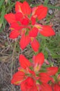 Indian Paintbrush