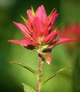 Indian Paintbrush in the morning Royalty Free Stock Photo