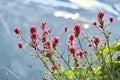 Indian Paintbrush pink flower close up against snowy mountain slope. Royalty Free Stock Photo