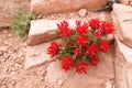 Indian paintbrush red flower Castilleja scabrida in Utah desert in May