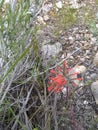 Indian paintbrush rocky soil Royalty Free Stock Photo