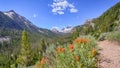 Indian Paintbrush, Sawtooth National Recreation Area, ID Royalty Free Stock Photo