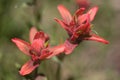 Indian Paintbrush Wildflower