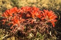 Indian Paintbrush Wildflowers Castilleja Royalty Free Stock Photo