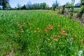 Indian Paintbrush Wildflowers near a Fence in Texas.