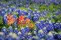 Indian Paintbrush wildflowers and Texas bluebonnets Royalty Free Stock Photo