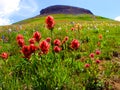 Indian Paintbrush Wildflowers and Table Mountain Tablerock Peak Royalty Free Stock Photo