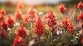 Indian Paintbrush wildflowers, Tilt-shift focus illustration..