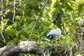 Indian Painted Stork