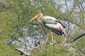 Indian painted storks Royalty Free Stock Photo