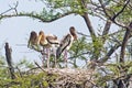 Indian painted storks Royalty Free Stock Photo