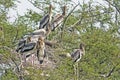 Indian painted storks Royalty Free Stock Photo